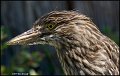 _1SB5698 black-crowned night-heron fledge